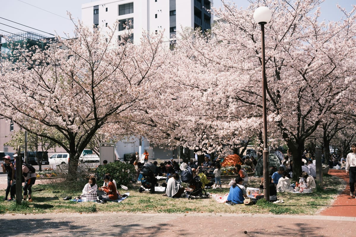 Hanami (花見)